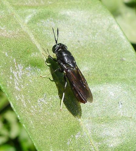 Camarade mouche soldat noire