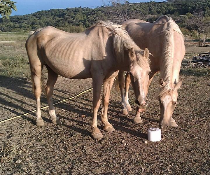 Chevaux