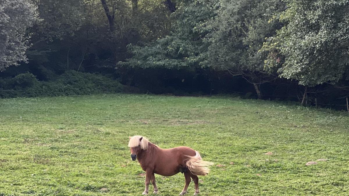 Pauvre poney gueltas odeurs suez