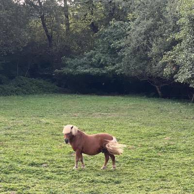 Pauvre poney gueltas odeurs suez