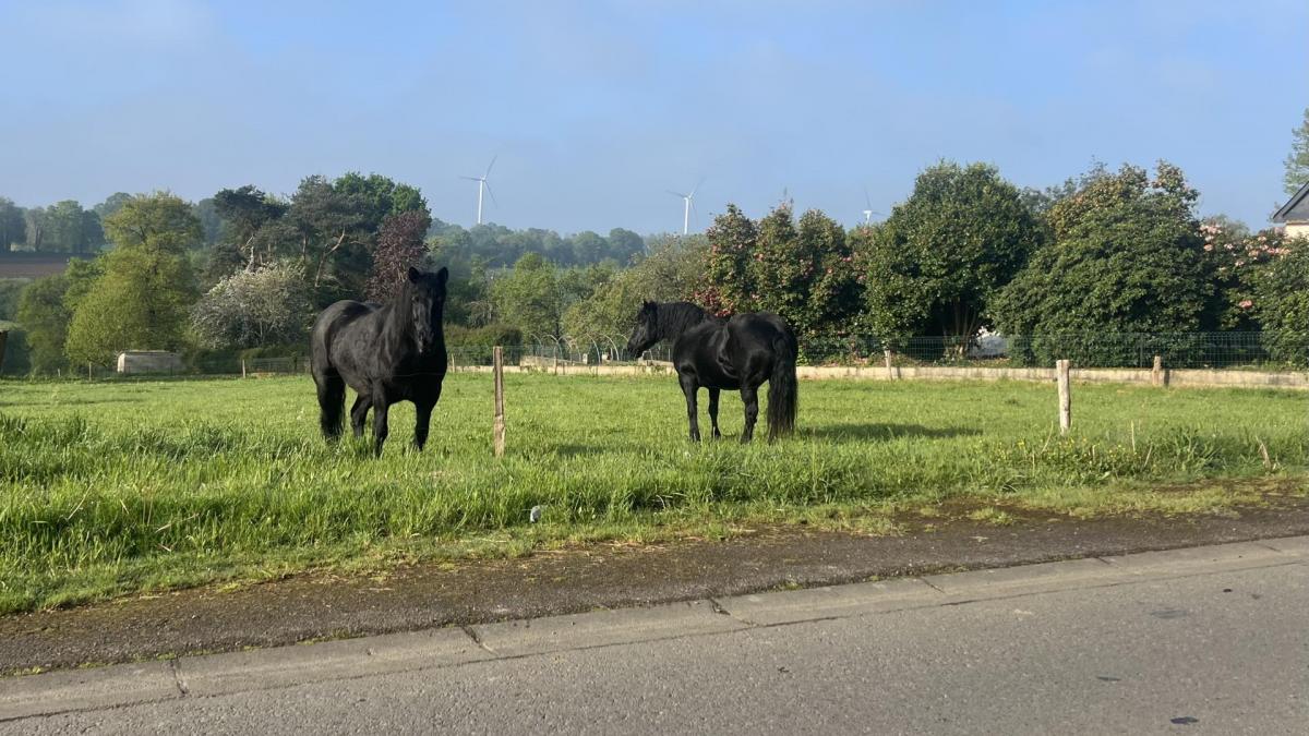Chevaux gueltas 27 avril 2025 aura environnement