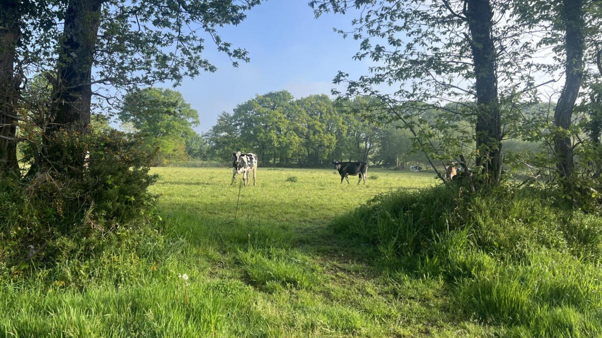 Vaches gueltas 27 avril 2025 aura environnement