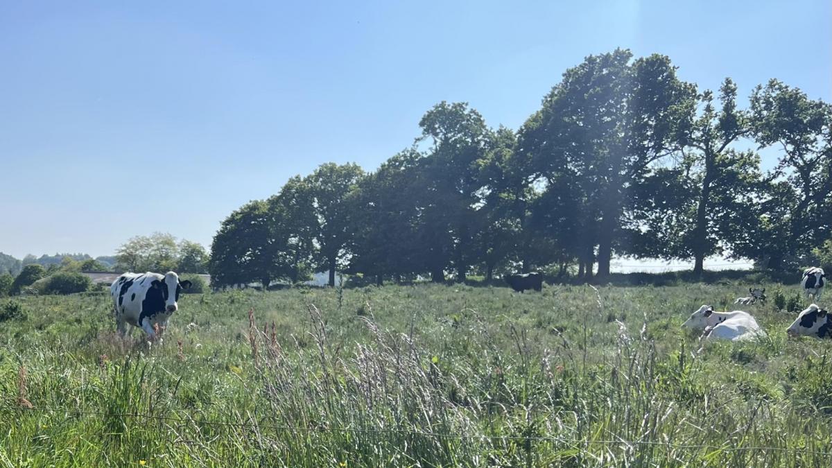 Vaches plouvara collectif fbci